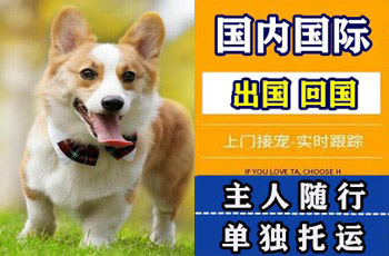 兴安盟宠物托运公司兴安盟宠物托运公司兴安盟宠物托运公司