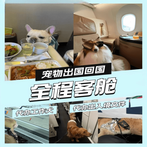 兴安盟宠物托运到白俄罗斯宠物入境规定和要求
